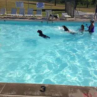 Doggie Dip