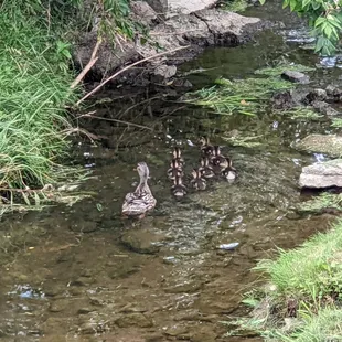 Meadows Park, Mason OH