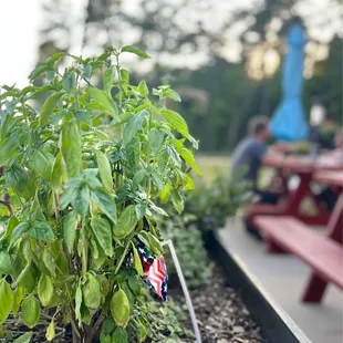 Growing herbs in the outdoor patio