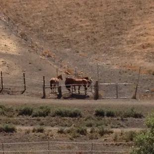 Meandering Creek Equestrian Center