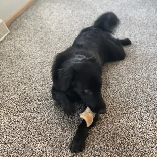Friends dog enjoying a wonderful smoked bone :)