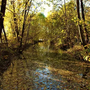A little ravine on the back side of Medal of Honor Park's lake.