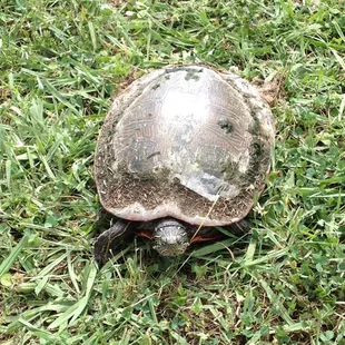 06-01-12; Mr Turtle encountered on my stroll at Medal of Honor Park, Memphis TN