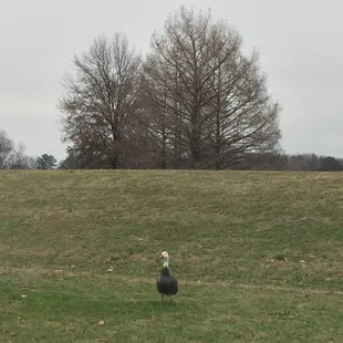 2014-12-29 14.22.19; A duck posing for me at Medal of Honor Park, Memphis TN