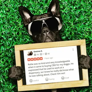 CBD Dog Oil Available. For dogs with Pain, and/or Anxiety.