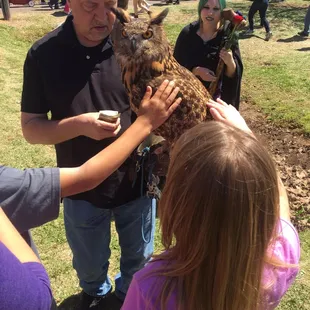Owls to pet.