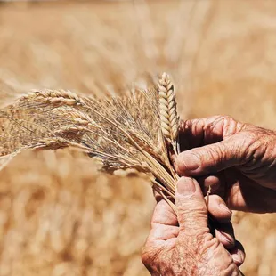 a hand holding a stalk of wheat