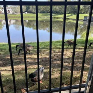 The ducks were our table mates as we sat and ate!