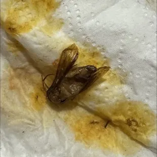 The moth I found in my soup.. Albondigas Soup