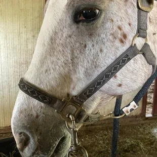 Dandy had an accident &amp; needed surgery. They came promptly and then spent 3 hours repairing. They were kind &amp; compassionate.