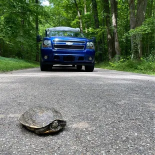 Turtles crossing the road.