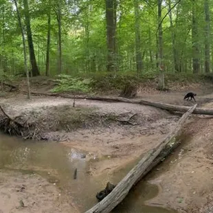 Creek at the bottom of a trail.