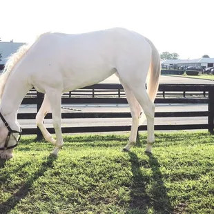 White thoroughbred - Kentucky Spirit