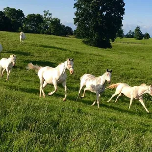 Largest herd of white thoroughbreds in the world!