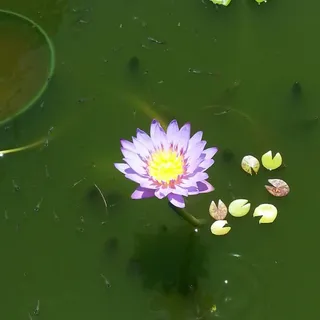 M S.