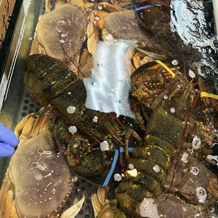 Lobster, Dungeness crab