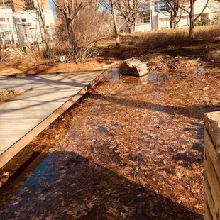 Meinders Garden:  Pond In Winter
