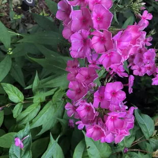 Meinders Garden:  Flowers