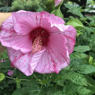 Meinders Garden:  Flowers