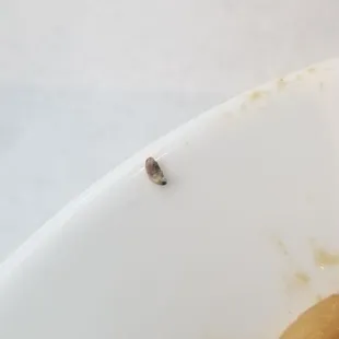 a tiny insect on a white plate