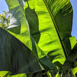 Picture updates - finally visited the patio - expansive, with multiple options for shade