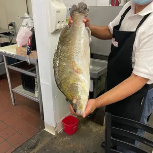 Wild caught Bangladeshi fish. Super tasty