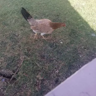 a chicken on the grass