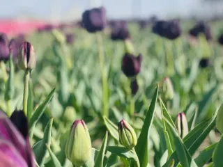 Fun Farm Pumpkin Patch
