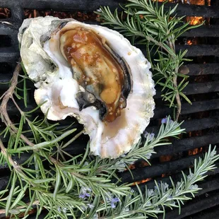 Grilled oysters in the summer are amazing!