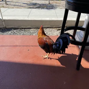 Ybor chickens are a protected species and they never let you forget it.