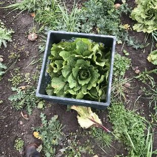 Memoirs in the field. #harvestyourown