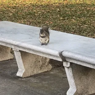 Squirrel enjoying a little snack.