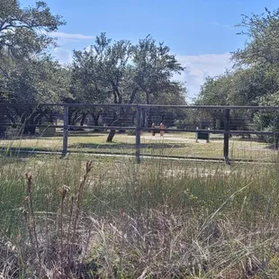 Back view of the large dog park