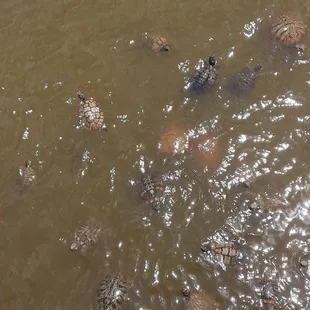 Turtles in the pond.