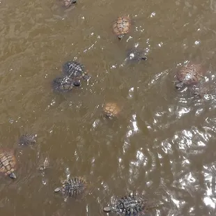 Bunch of turtles in the pond