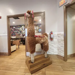 Llama love