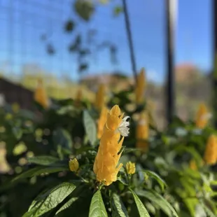 Flower in the greenhouse