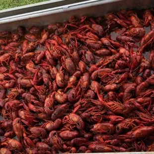 Fresh batch soaking...