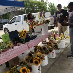 a variety of sunflowers