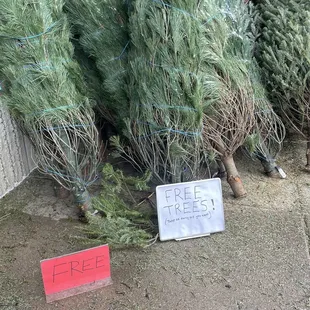 Post Christmas free trees!