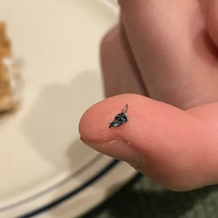 Bug in the cannoli cream