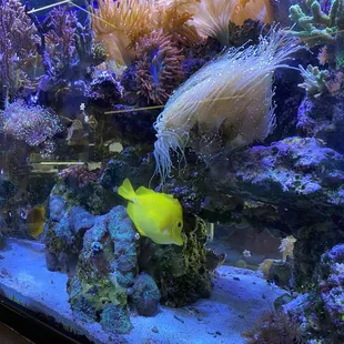 Live Coral reef
