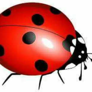 a ladybug