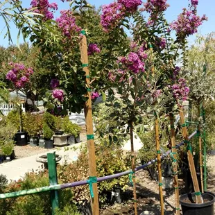 Purple Myrtles and more