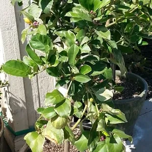 Variegated Pink Lemon, and yes, the flesh is really pink!