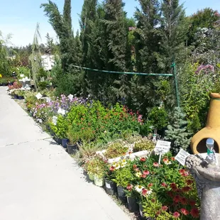 Sun Loving, Low Water Perennials