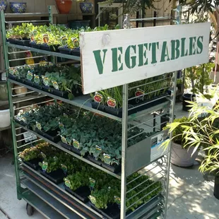 Fall Veggies are in!!!