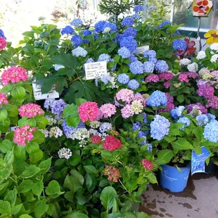 Beautiful Hydrangeas