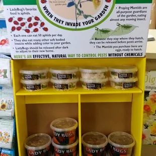 Lady Bugs, Praying Mantids, and Lace Wings...on my!