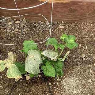 We were given an opportunity to revive this plant ..on verge of dying, and it bounced back... see the new growth.